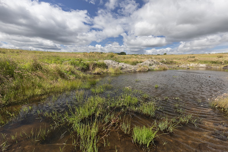 Pool and grassland habitat, Harestone Moss, Northwoods Rewilding Network