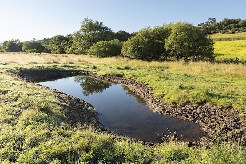 Wetland habitat created by excavating shallow pools and ponds, Muie Croft, Rogart, Sutherland