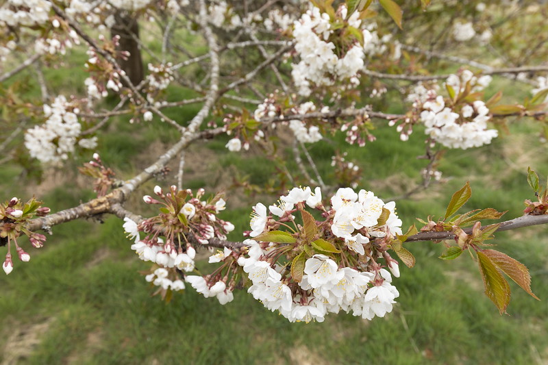 Wild cherry blossom, in wood pasture on Cultulich Farm, Aberfeldy, Perthshire