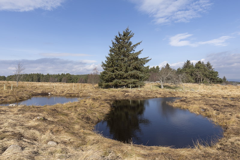 Newly created ponds at Lynamer, a Northwoods Rewilding Network land partner, Cairngorms National Park, Scotland