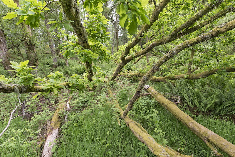 Beaver-chewed fallen oak at Bamff Wildland coppicing with new growth, Perthshire, Scotland
