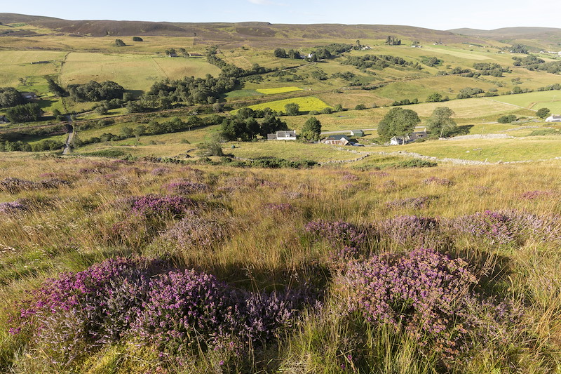Upland habitat of heather, sedge and grassland, Muie Croft, Rogart, Sutherland