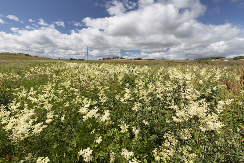 Meadowsweet in wet grassland habitat, Harestone Moss, Northwoods Rewilding Network