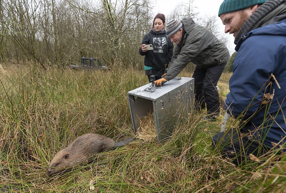 Tom Bowser (owner) releasing adult female beaver at Argaty Red Kite Centre, the first translocation within Scotland, Lerrocks Farm, Doune, Scotland, 29th Nov 2021