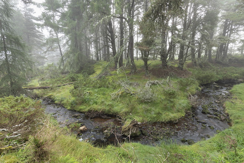 Stream running through pine woodland, Lynamer, Tulloch, Cairngorms National Park