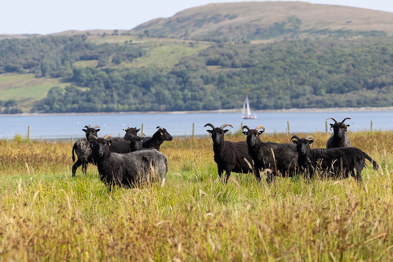Hebridean Sheep