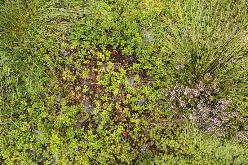 Cowberry and heather, Lynamer, Tulloch, Cairngorms National Park