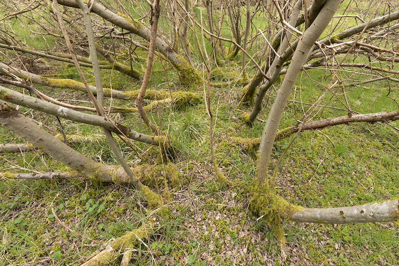 Re-growth of hazel coppice in woodland at Cultulich Farm, Aberfeldy, Perthshire
