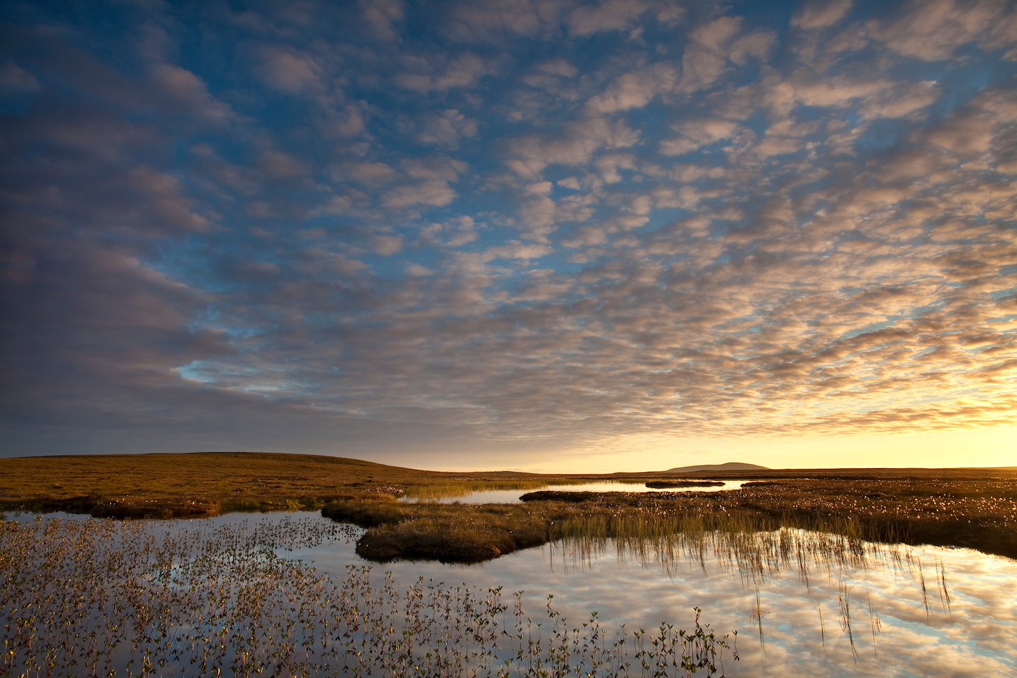 Bogbean Menyanthes trifoliata, growing in pool on bog peatland at dawn, Flow Country, Scotland, June Bogbean Menyanthes trifoliata, growing in pool on bog peatland at dawn, Flow Country, Scotland, June