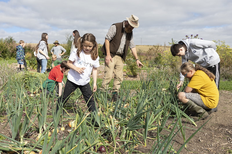School children harvesting onions in orgainc garden,  Black Isle Brewery, Munlochy