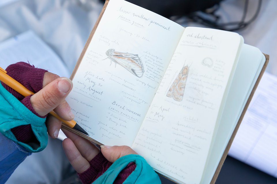 Field note book showing illustrations of moths and handwritten notes.