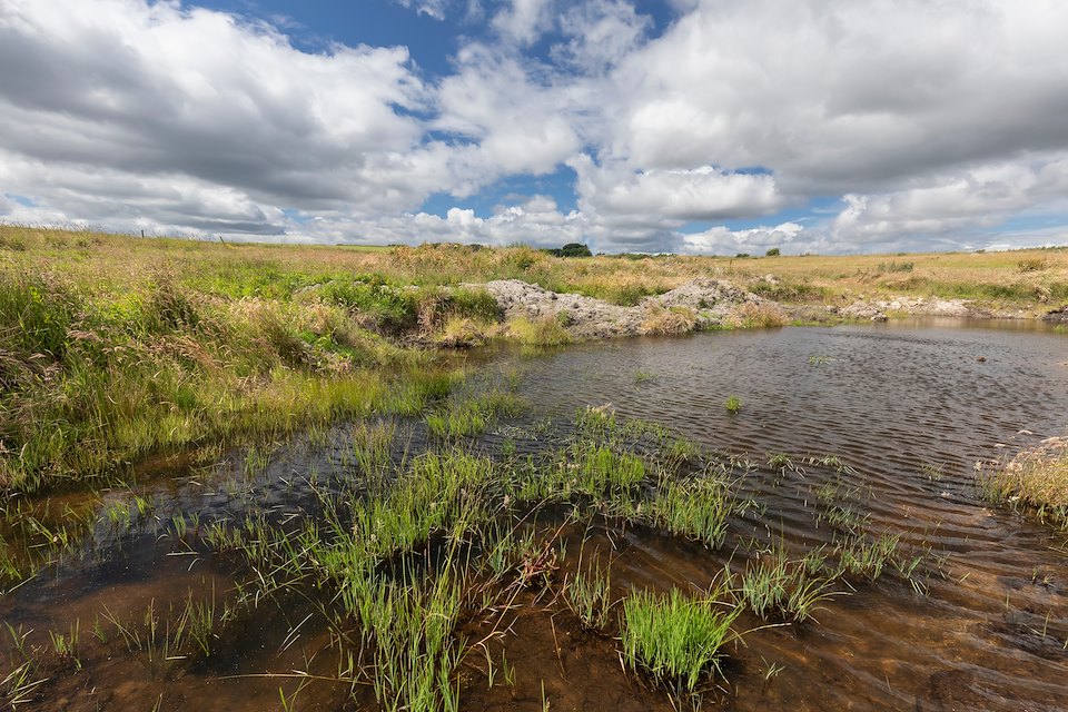 Pool and grassland habitat, Harestone Moss, Northwoods Rewilding Network