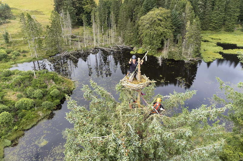 Installation of artificial osprey nesting platfrom at Bamff Wildland, Perthshire - a Northwoods Rewilding Network land partner