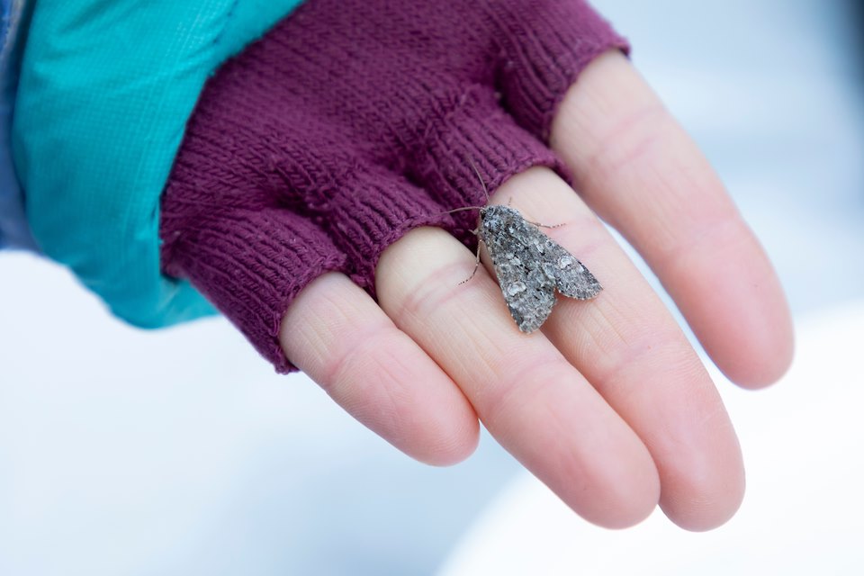 Moth resting on ecologist's hand prior to release, Inshriach Forest