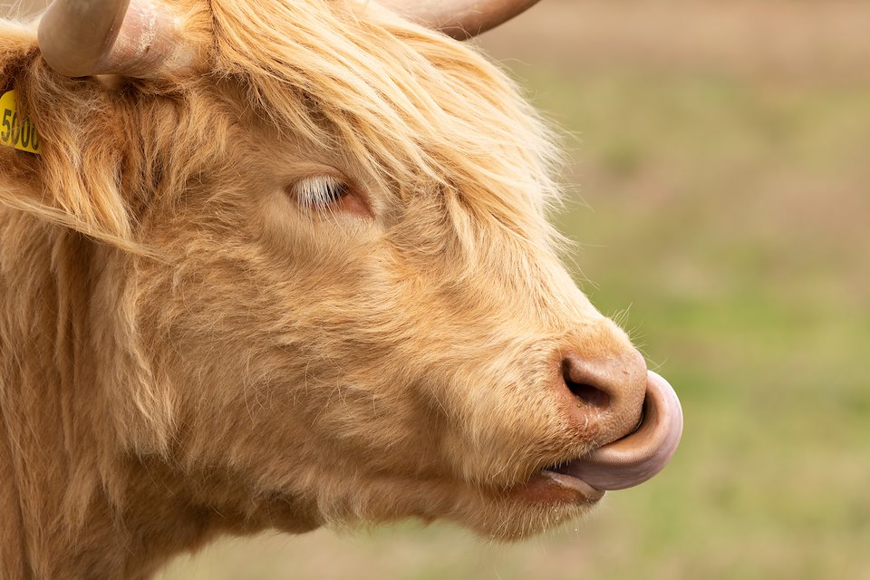 Close-up of highland cow, Harestone Moss, Northwoods Rewilding Network