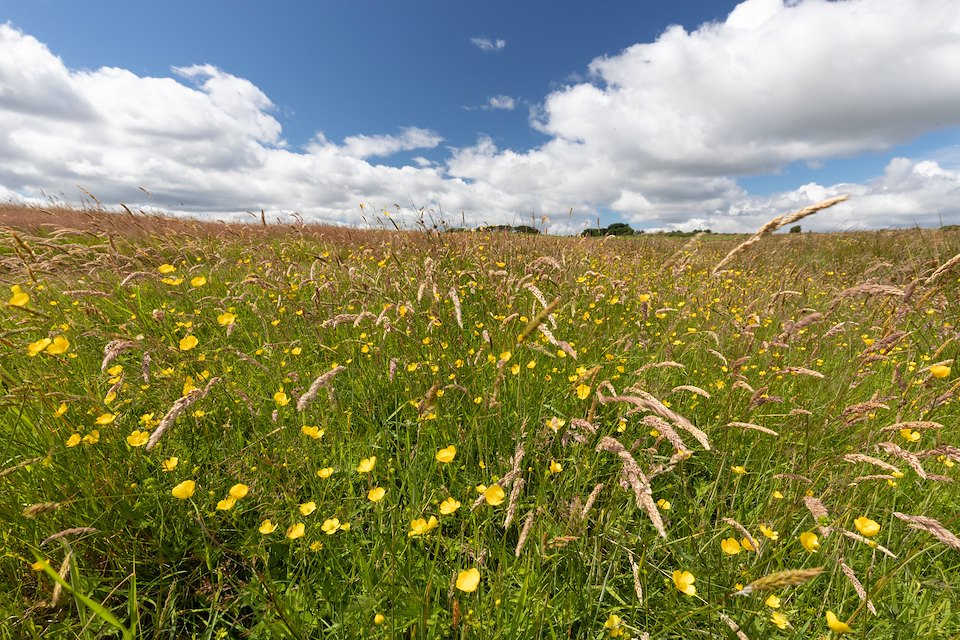 Buttercups and species-rich grassland, Harestone Moss, Northwoods Rewilding Network