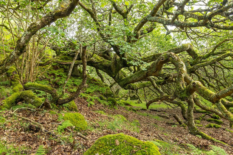 Tireregan Woodland