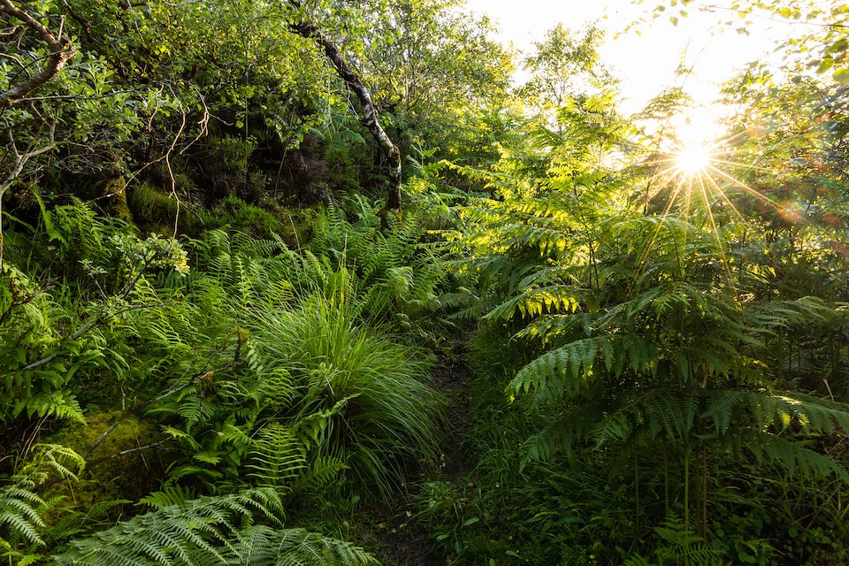 Tireregan Rainforest