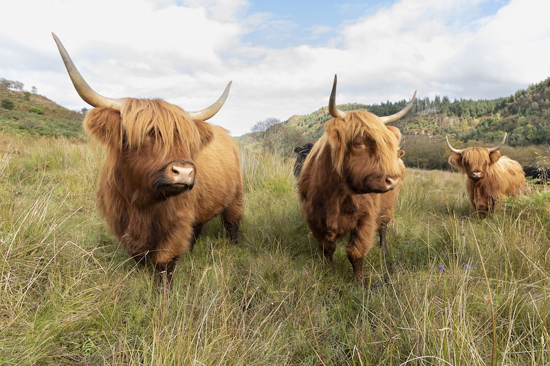 Highland catle grazing naturally over wide range of habitats at Ardnackaig, Argyll