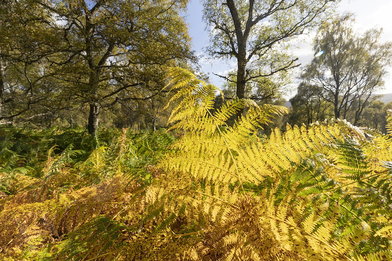 Bracken in autumn amongst birch woodland, Wreaton Farm, Aberdeenshire