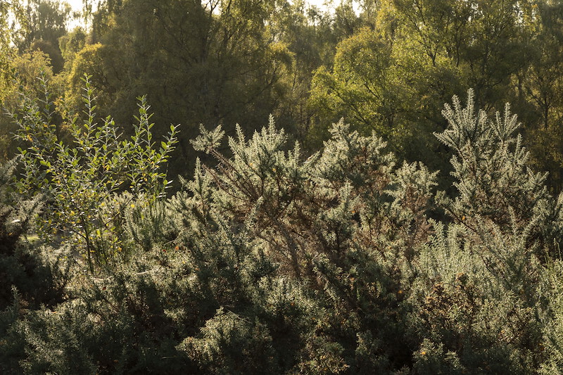 Gorse and willow scrub on woodland edge, Wreaton Farm, Aberdeenshire