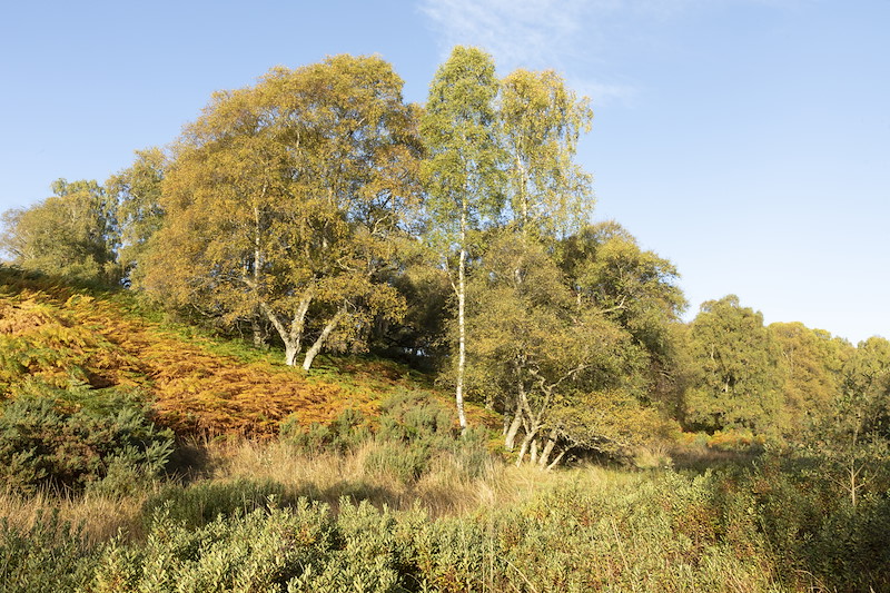 Bog myrtle in low lying bog risiing to silver birch woodland, Wreaton Farm, Aberdeenshire
