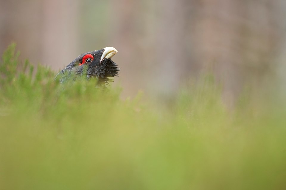 THE CAPERCAILLIE CONUNDRUM