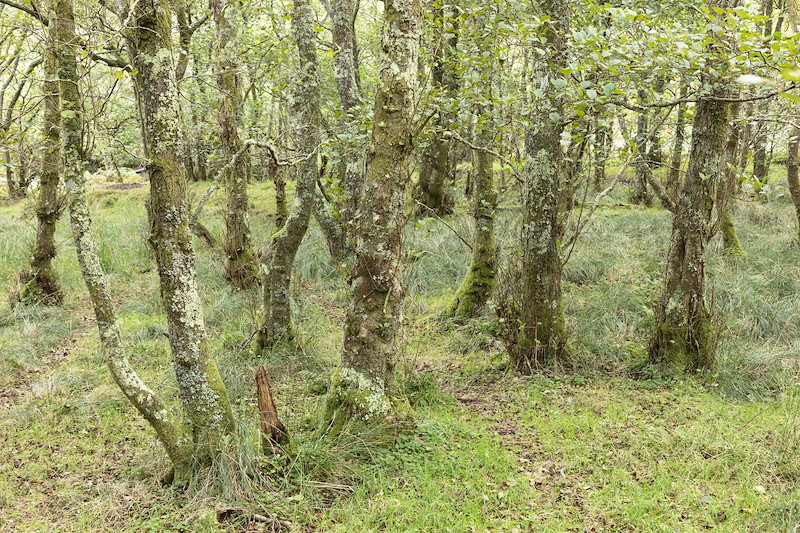 Alder woodland, Ardnackaig, Argyll
