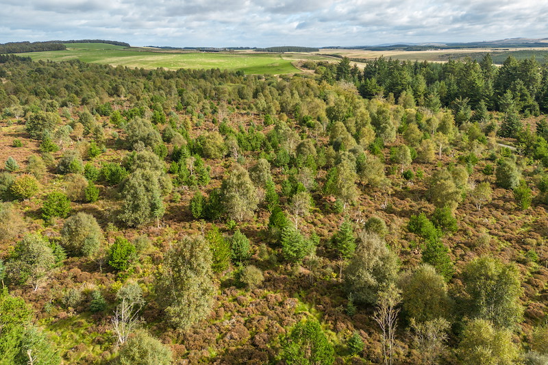 Leadburn Community Woodland