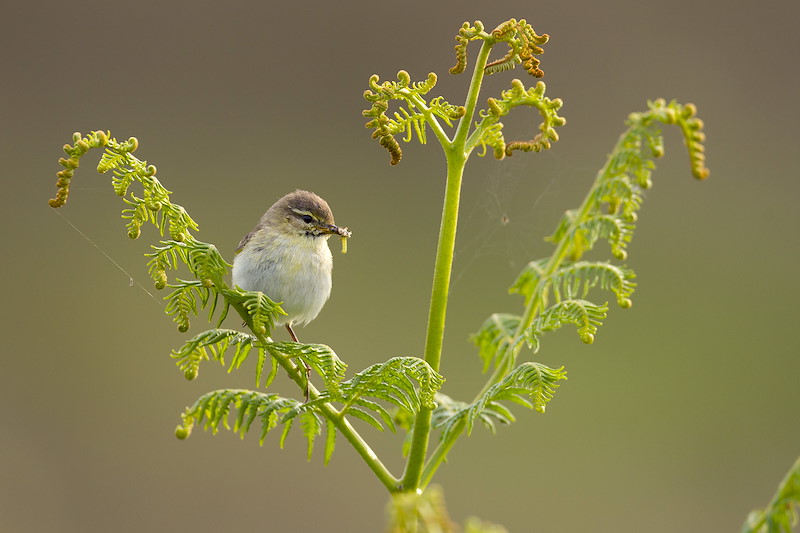 Willow warbler, Phylloscopus trochilus, perhed on fern with prey in beak, Murlough Nature Reserve, Northern Ireland, June