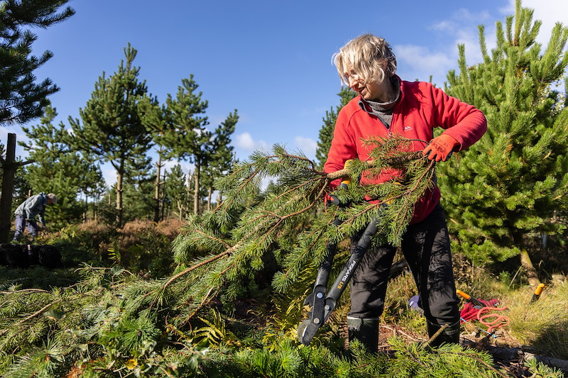 Non-native tree removal