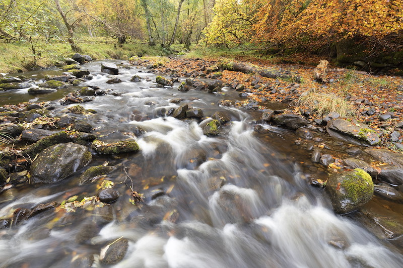 Burn running through ancient woodland in gorge, South Clunes Farm, Inverness-shire