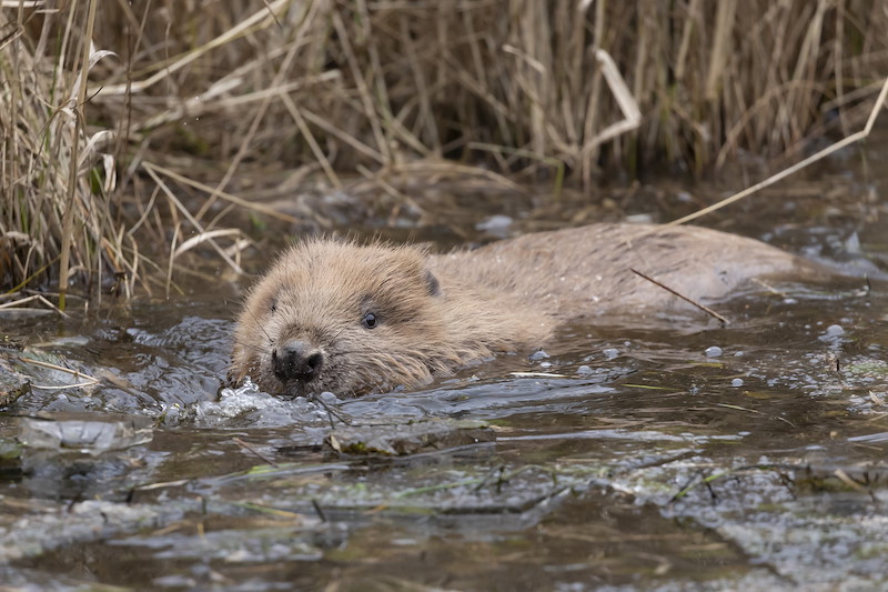 Beaver kit making first foray into new pond following release at Argaty Red Kite Centre, the first translocation within Scotland, Lerrocks Farm, Doune, Scotland, 29th Nov 2021