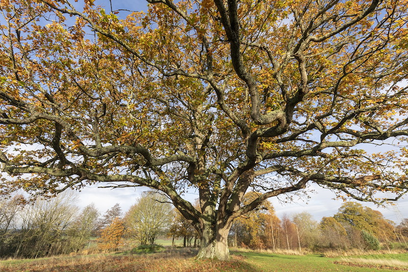 Large oak tree in autumn in the grounds of Strathallan School, Perthshire