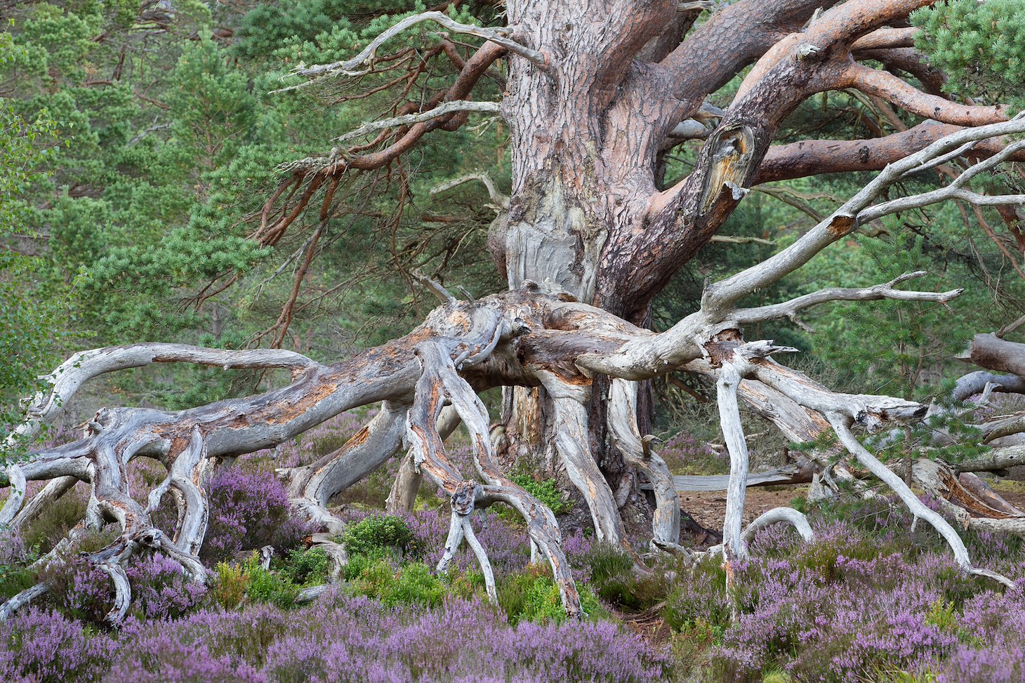 Ancient scots pine in flowering heather, Rothiemurchus Forest, Scotland.