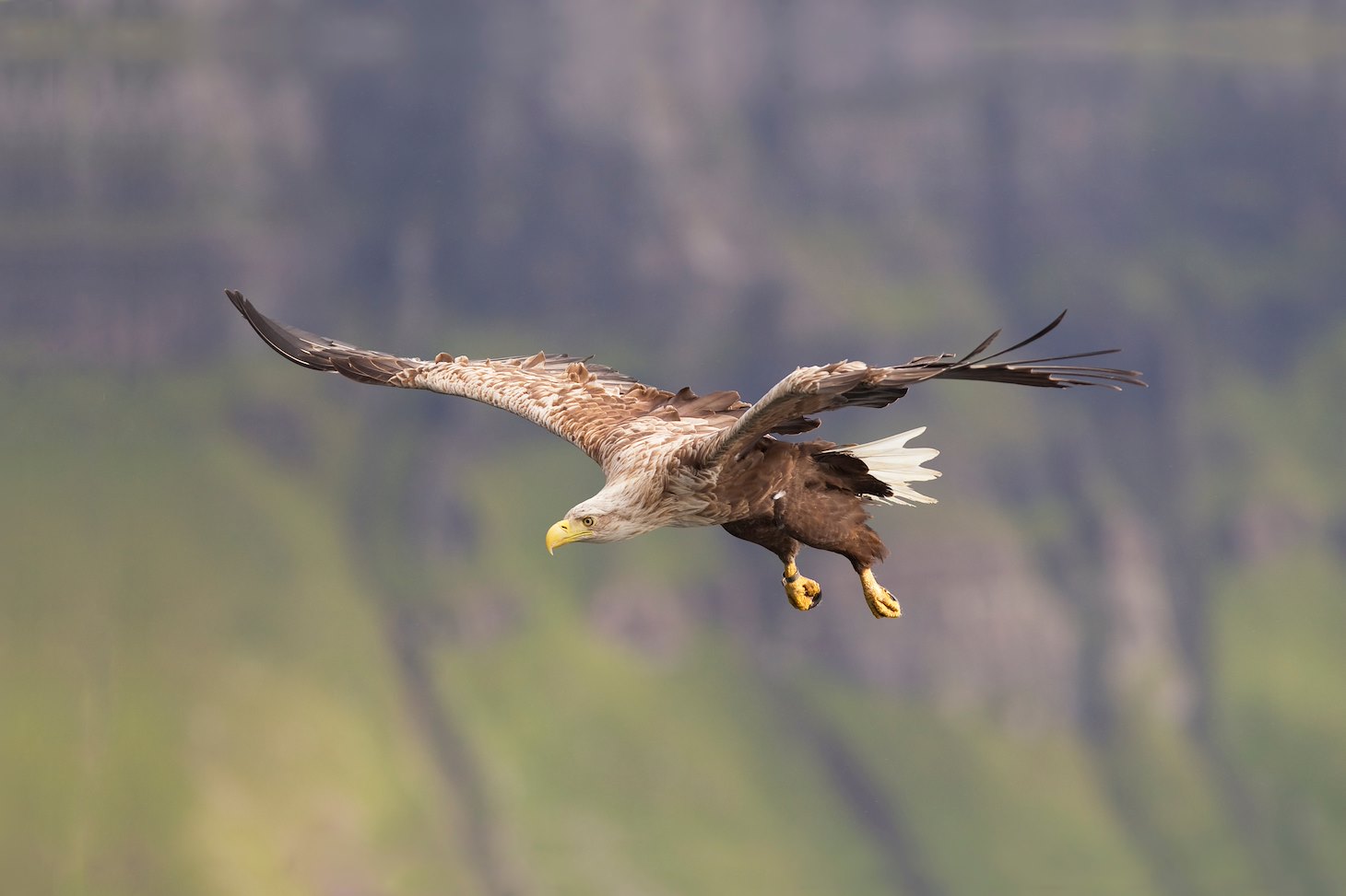 Sea eagle (haliaetus albicilla) in flight, Portree, Skye, Scotland.