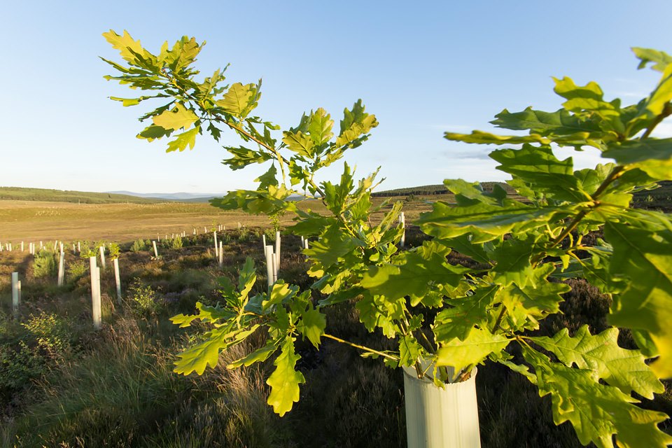 Oak sapling (Quercus robor) growing in tree guard on newly planted area of woodland protected by deer fence, near Duthil, Cairngorms National Park, Scotland Oak sapling (Quercus robor) growing in tree guard on newly planted area of woodland protected by deer fence, near Duthil, Cairngorms National Park, Scotland
