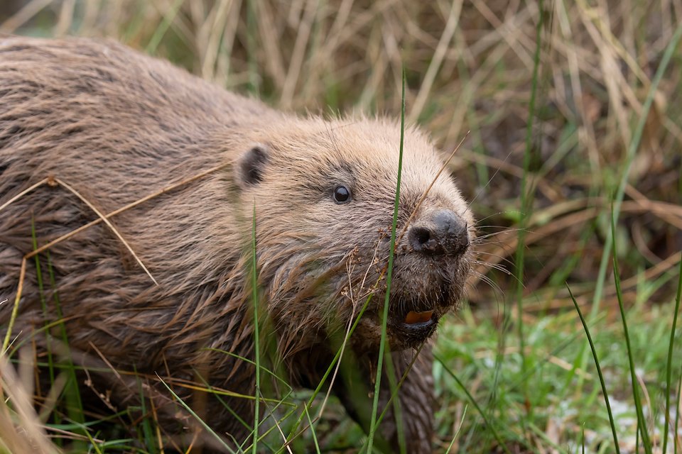 Close-up of adult male beaver following release at Argaty Red Kite Centre, the first translocation within Scotland, Lerrocks Farm, Doune, Scotland, 29th Nov 2021