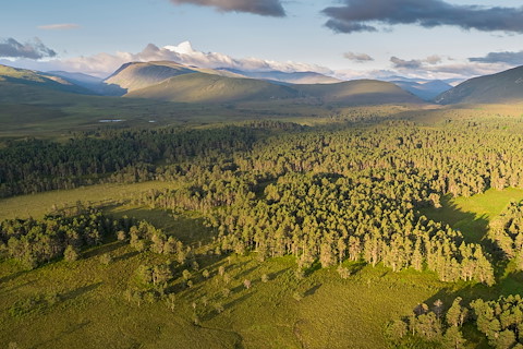 Rewilding Nation declaration call for Scotland as Charter launched Image illustrating Rewilding Nation declaration call for Scotland as Charter launched