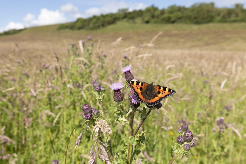 Small tortosieshell, Aglais urticae, feeding on creeping thistle in grassland Lumphinnans Farm, Cowdenbeath