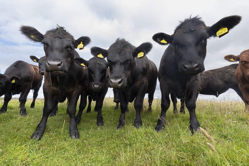 Beef cattle on grassland, Lumphinnans Farm, Cowdenbeath