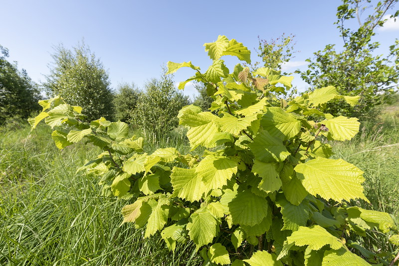 Young hazel tree planted as part of new woodland, Tirry Broch, Sutherland