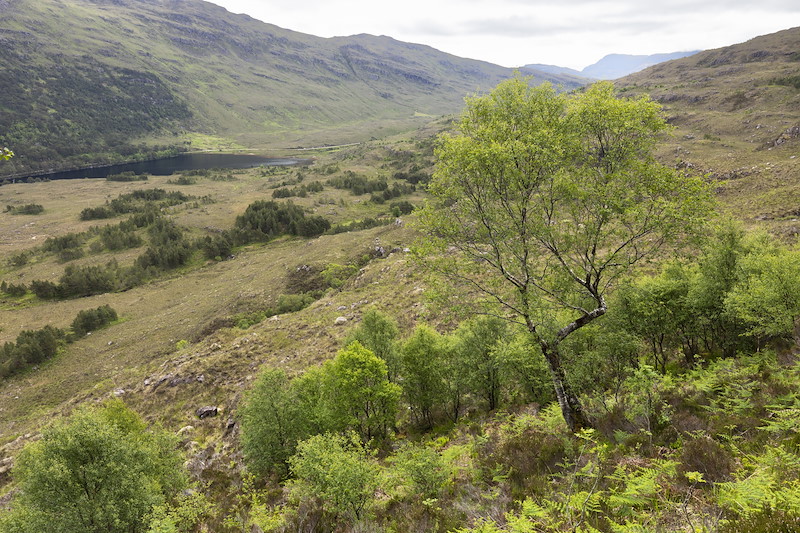 Establishing birch woodland in ravines on steep hillside, Kinloch Woodlands, Shieldaig