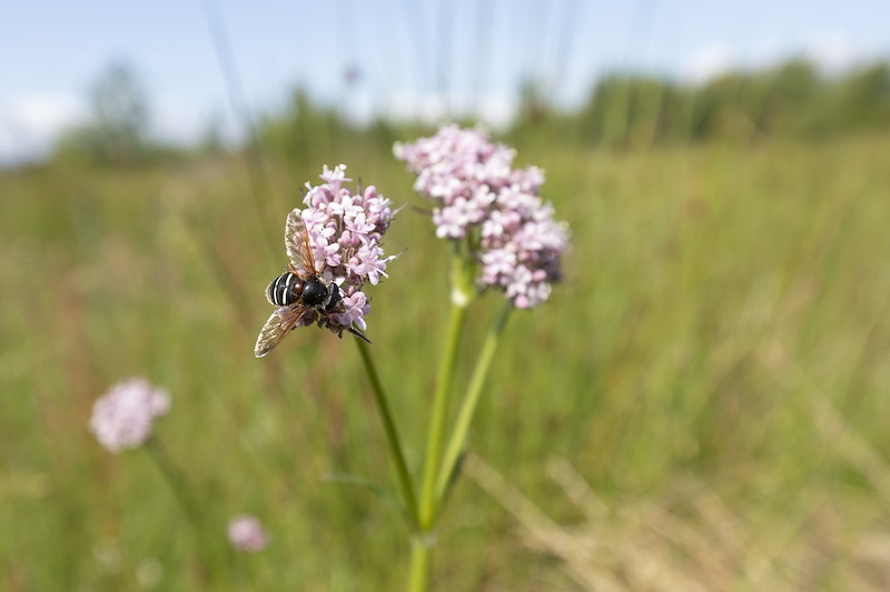 Hoverfly, Scaeva pyrastri, feeding on valerian, Tirry Broch, Sutherland
