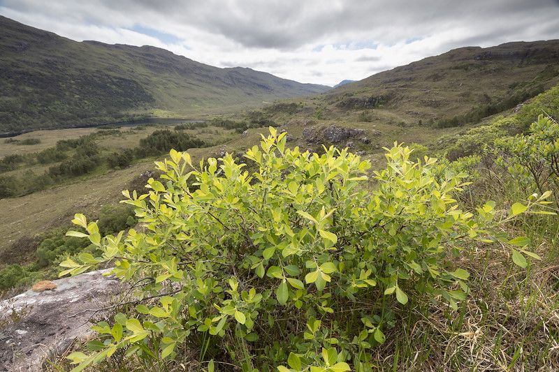 Willow, forming a low bush, Kinloch Woodlands, Shieldai