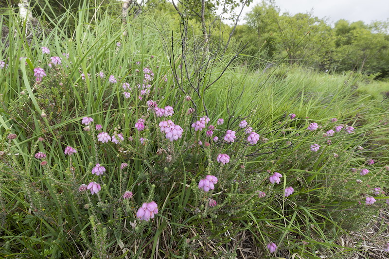 Cross-leaved heath, Erica tetralix, Overscaig, Sutherland
