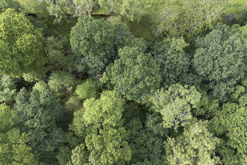 Aerial view of oak woodland in summer, Sauchie Home Farm, near Stirling