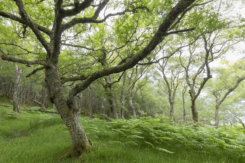Silver birch woodland, alongside Loch Shin, Overscaig, Sutherland