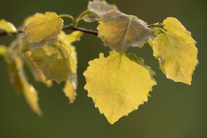 Aspen, Populus tremula, close-up of fresh leaves in spring, Cairngorms National Park