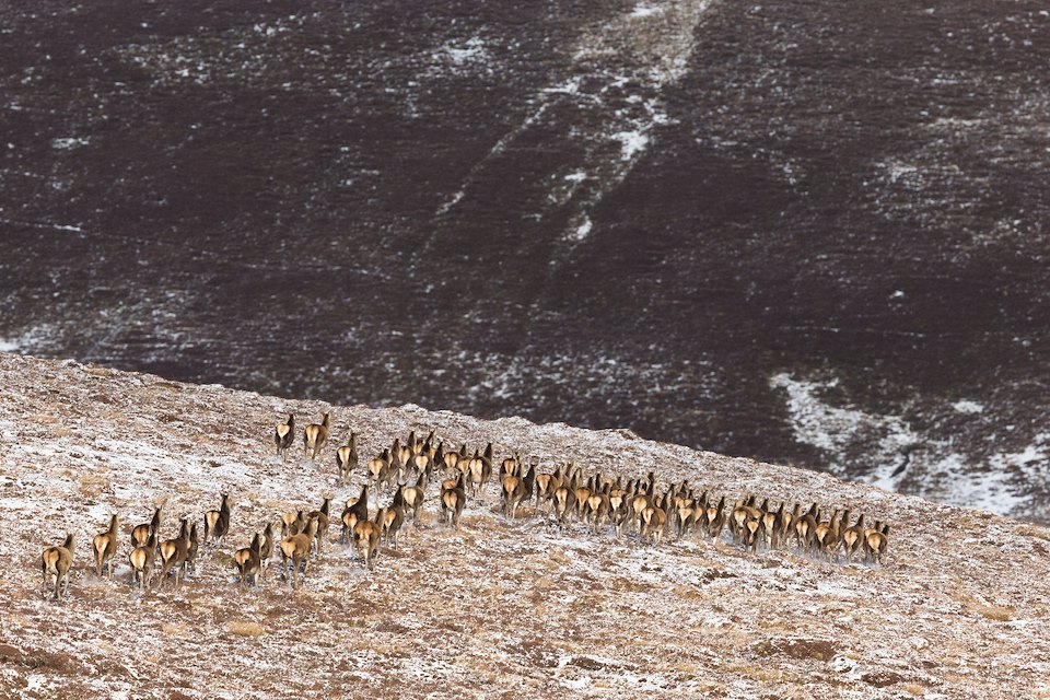 Red deer, Cervus elaphus, large group of hinds moving across moor in winter, Scotland